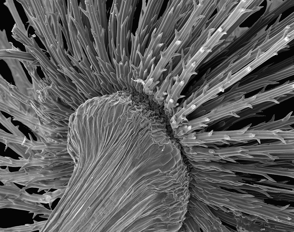 Dandelion fluff